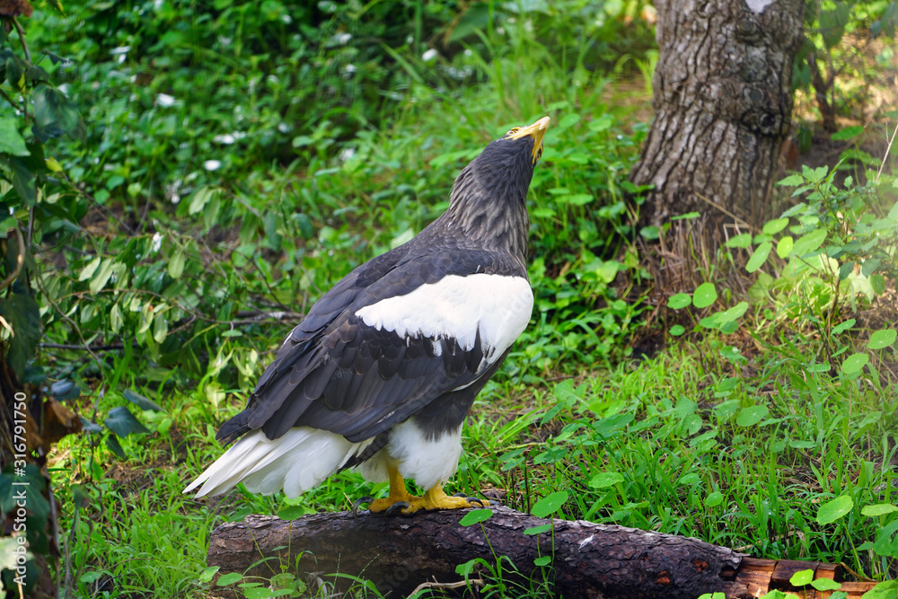 Obraz premium View of a Steller’s Sea-Eagle bird (Haliaeetus pelagicus)