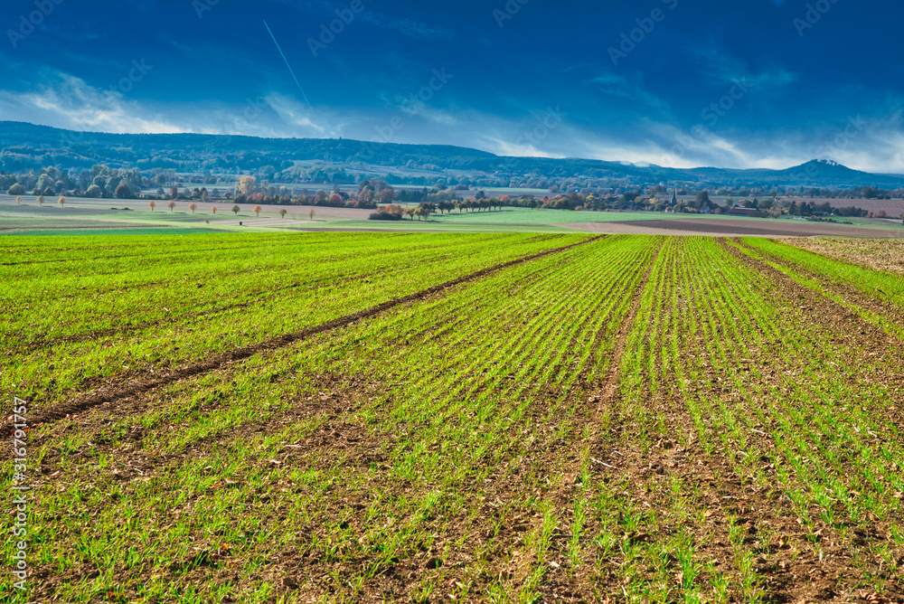Landschaft Felder mit Gerste im FRühling