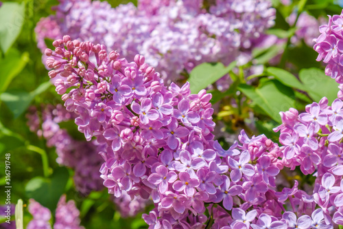 Fototapeta Naklejka Na Ścianę i Meble -  Beautiful lilac flowers and greenery close-up.