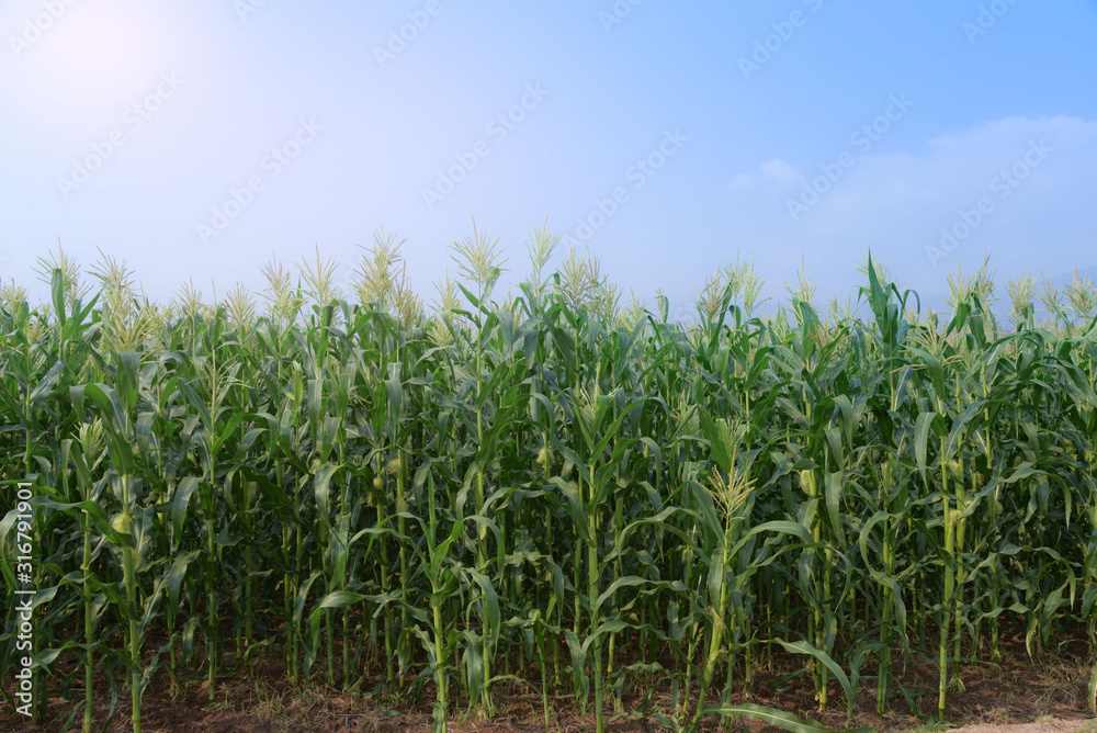 Corn Field in sunrise with blue sky background Corn Field in sunrise with blue sky background