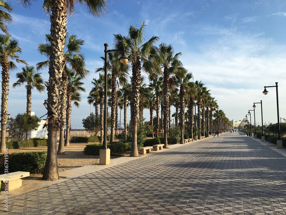 Alley along the sea with smooth rows of planted palm trees. Spain, October 2016