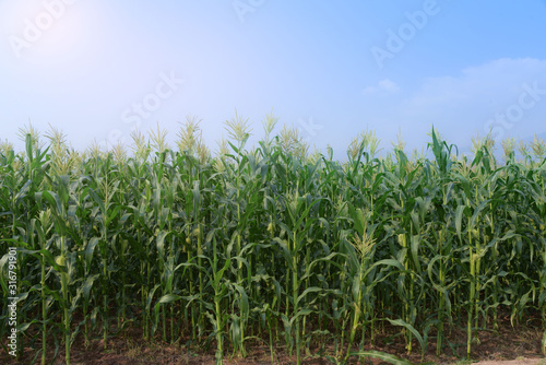 Corn Field in sunrise with blue sky background