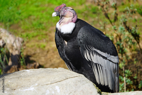 View of an Andean condor (vultur gryphus) photo