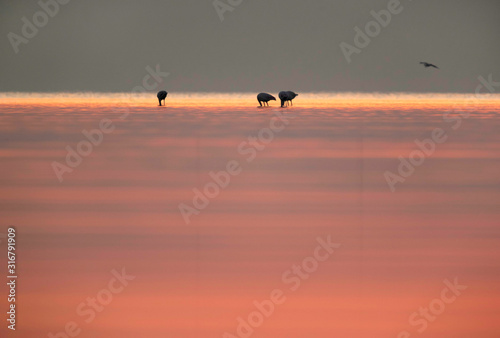 Greater Flamingos and dramatic hue in the morning at Asker coast of Bahrain  © Dr Ajay Kumar Singh