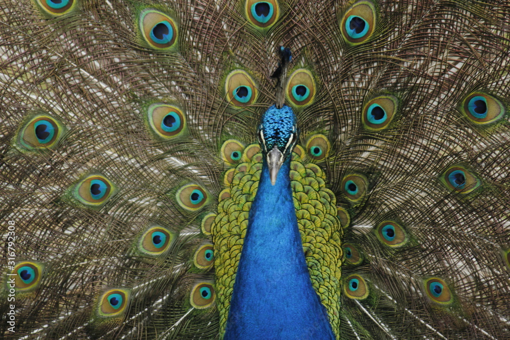 Obraz premium Colorful peacock, with open wings in manizales Colombia