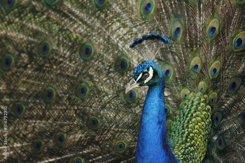 Fototapeta premium Colorful peacock, with open wings in manizales Colombia