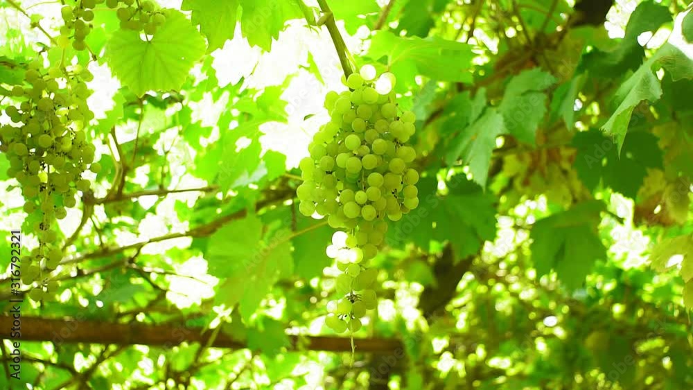 juicy bunches of ripe grapes at harvest time for wine. vine in a vineyard. juicy bunches of ripe grapes at harvest time for wine. vine in a vineyard.