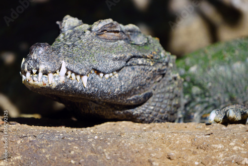 Head and teeth of a West African dwarf  crocodile  osteolaemus tetraspis tetraspis 