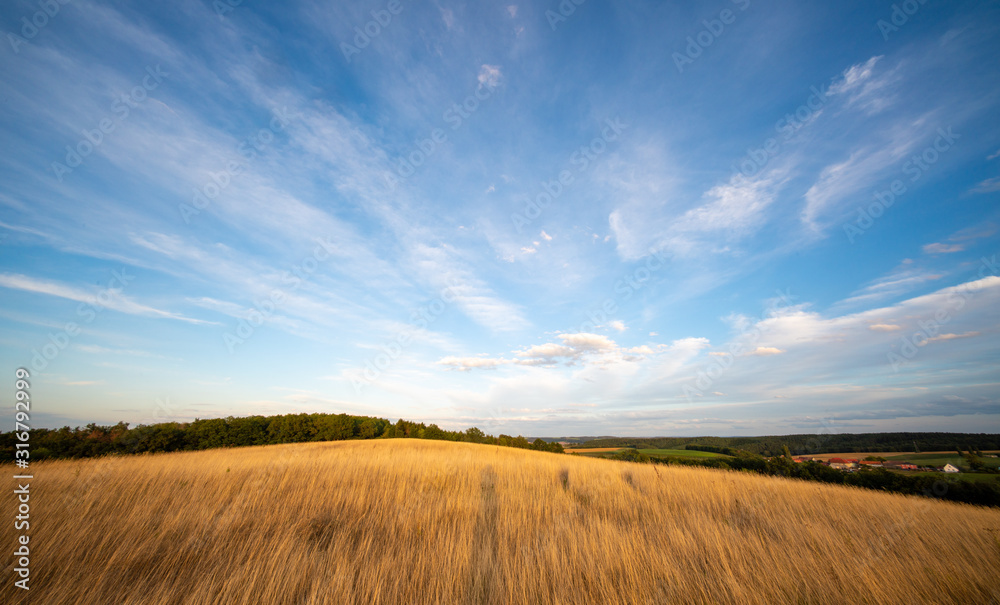 Ripe Wheat Field in Kansas