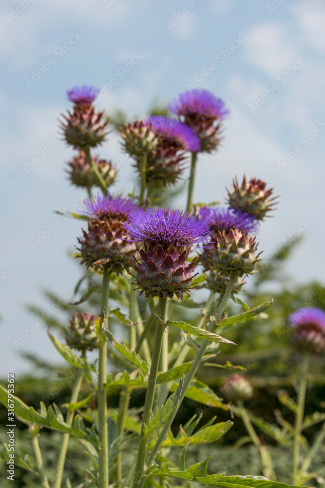 artichoke flower in summer garden in Holland artichoke flower in summer garden in Holland