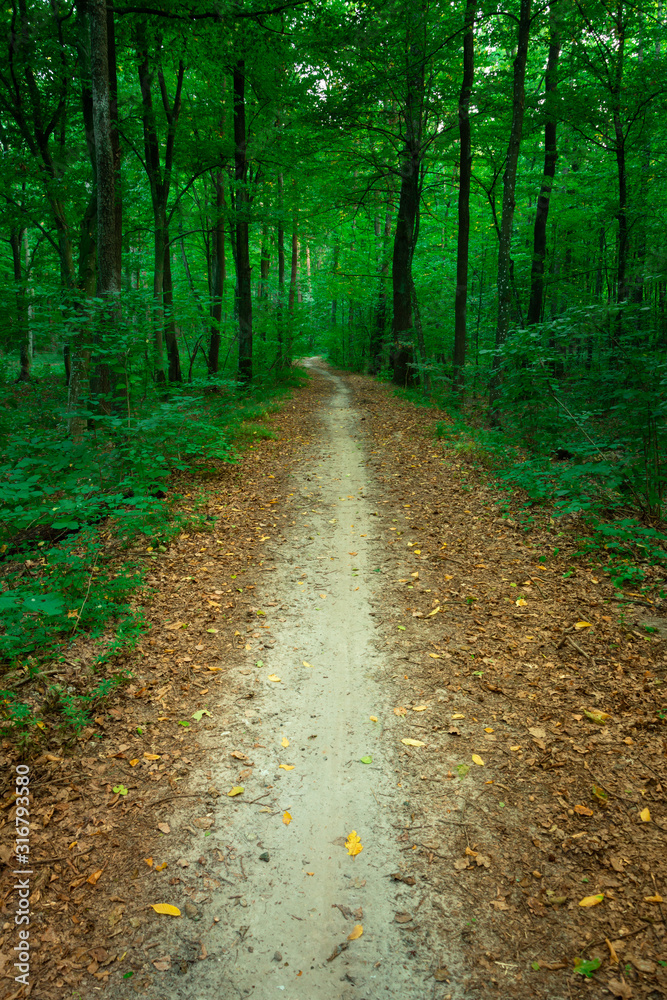 Fototapeta premium A path with fallen leaves through a green deciduous forest in eastern Poland