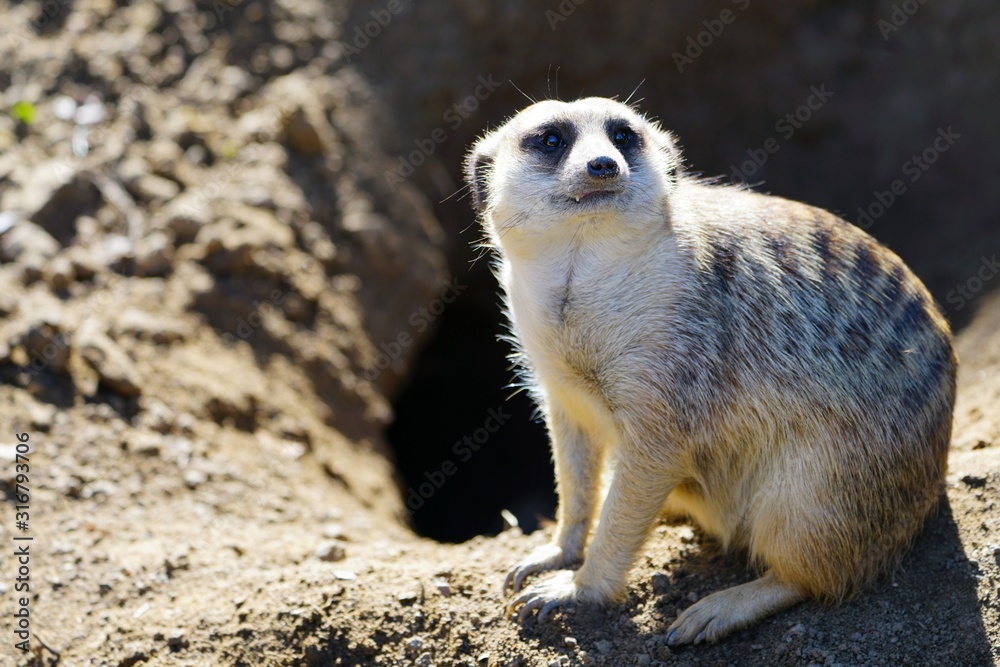 Fototapeta premium View of a meerkat (suricate Suricata suricatta)