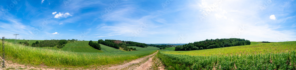 Rural road and field , spring fresh green grass and blue sky, panoramic landscape - obrazy, fototapety, plakaty 