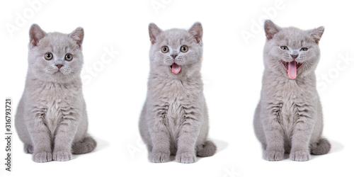 A group of British-bred kittens sit and smile on a white background. The concept of a fun emotion in the frame.