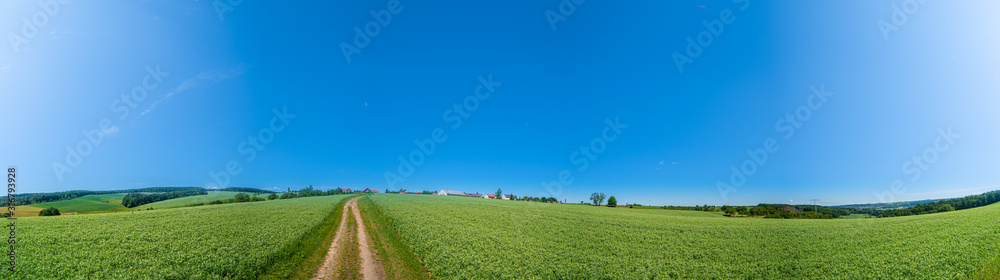 dirt road passing through a green wheat field