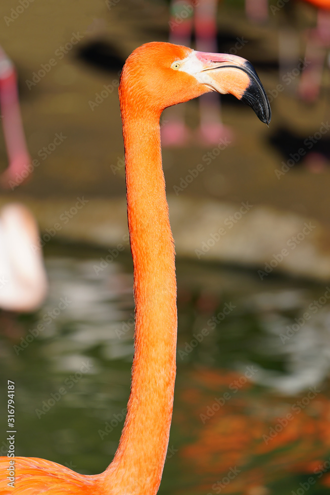 Fototapeta premium Head of a pink flamingo birds standing on one leg