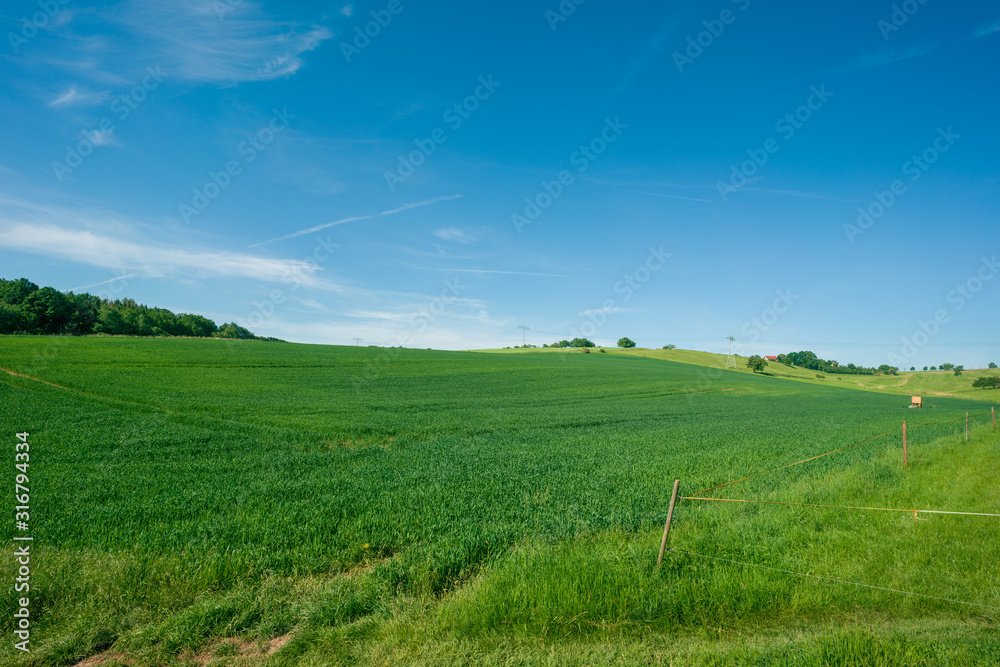 green meadow under the blue sky