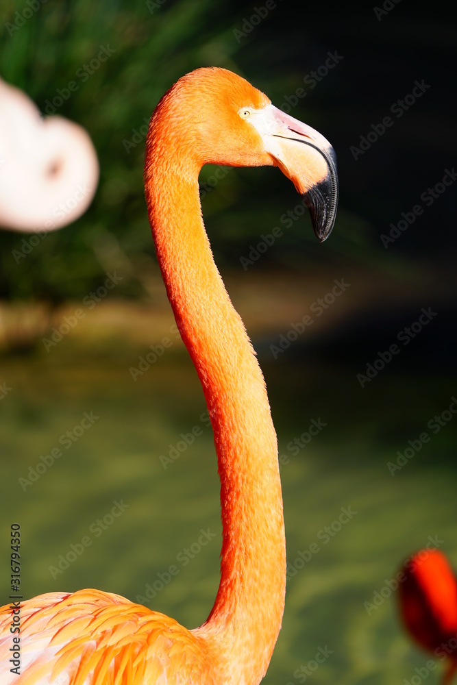 Obraz premium Head of a pink flamingo birds standing on one leg