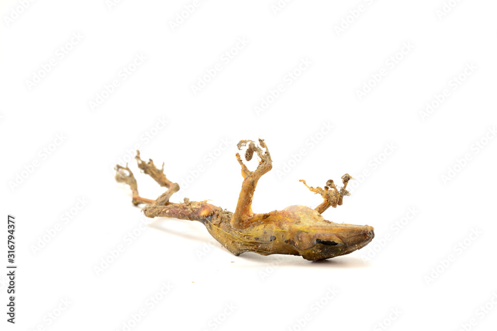 Fototapeta premium The dead frog was lying on its back on white background