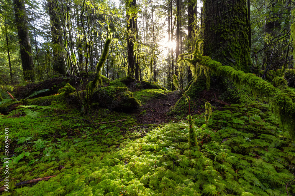 Beautiful Scenic View of the Green and Vibrant Rain Forest during a sunny day after rain fall in wintertime. Taken in Lynn Canyon Park, North Vancouver, British Columbia, Canada. Beautiful Scenic View of the Green and Vibrant Rain Forest during a sunny day after rain fall in wintertime. Taken in Lynn Canyon Park, North Vancouver, British Columbia, Canada.