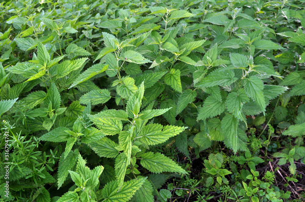 Natural overgrown nettles (Urtica dioica).
