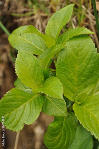 Wallpaper Mural  textures of plants, leaves and flowers of the mountains of Colombia Torontodigital.ca