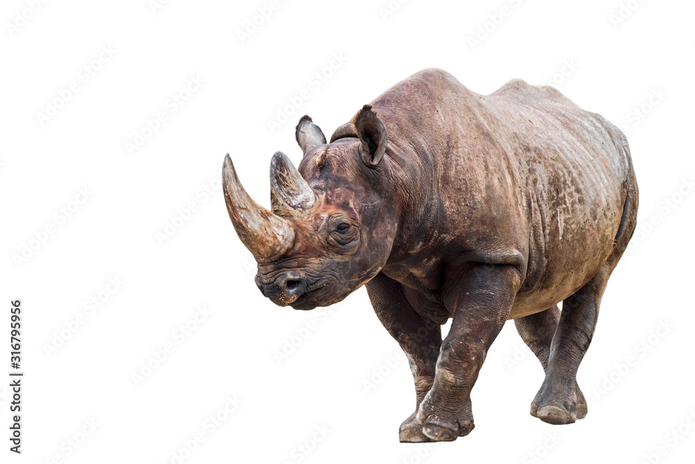 Fototapeta premium Black rhinoceros (Diceros bicornis), native to eastern and southern Africa against white background