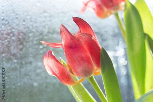 bukiet-czerwonych-kwiatow-tulipanow