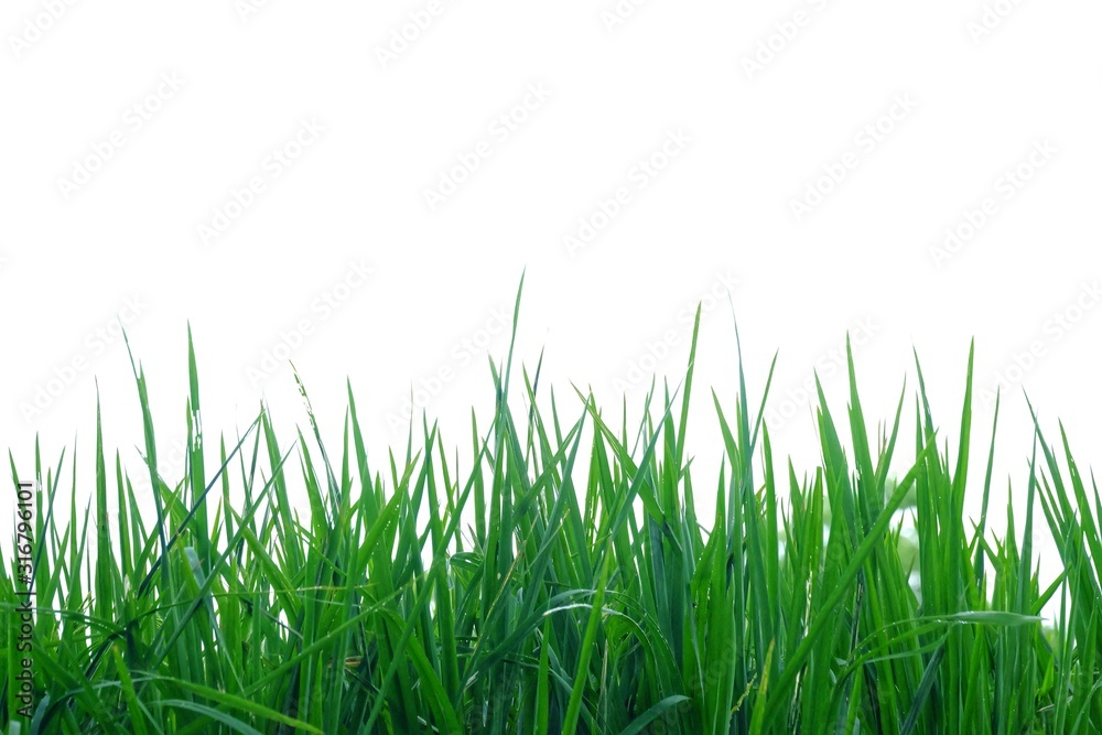 Fototapeta premium Wild grass plant leaves on white isolated background for green foliage backdrop and copy space 