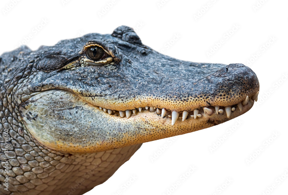 American alligator / common gator (Alligator mississippiensis) close-up of  closed snout showing teeth against white background Stock-Foto | Adobe Stock