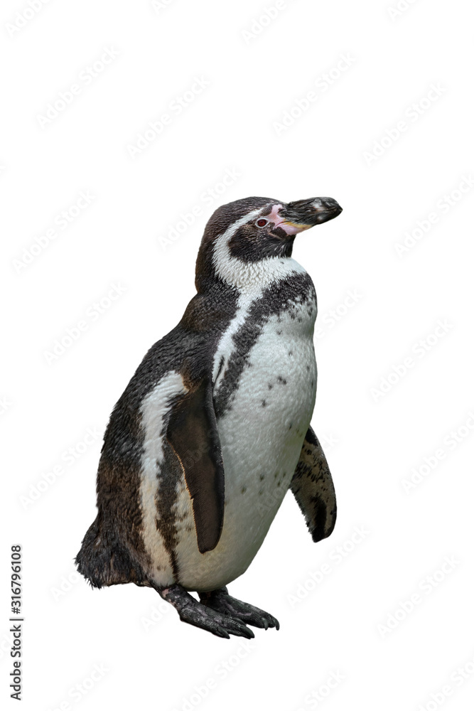 Obraz premium Humboldt penguin (Spheniscus humboldti) native to North Chile, South America against white background