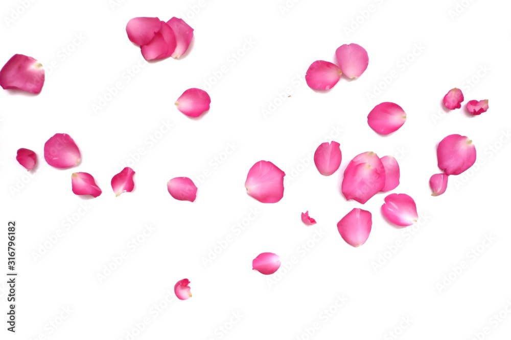 In selective focus of sweet pink rose corollas on white isolated background In selective focus of sweet pink rose corollas on white isolated background