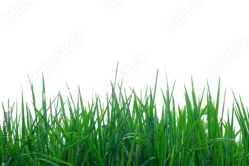 Wild grass plant leaves on white isolated background for green foliage backdrop and copy space 