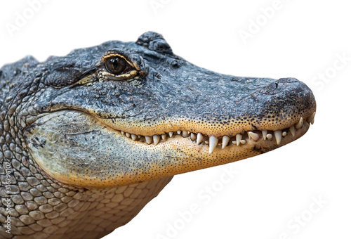 Tela American alligator / common gator (Alligator mississippiensis) close-up of close