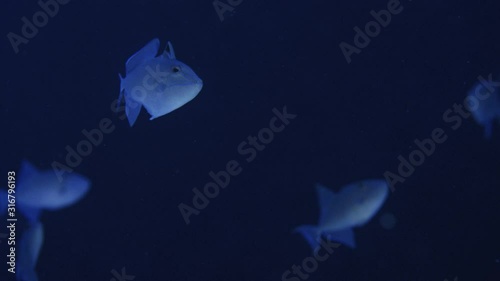 A  big schhool of Redtoothed Triggerfish, Odonus niger, in the blue water, Indian Ocean, Maldives photo