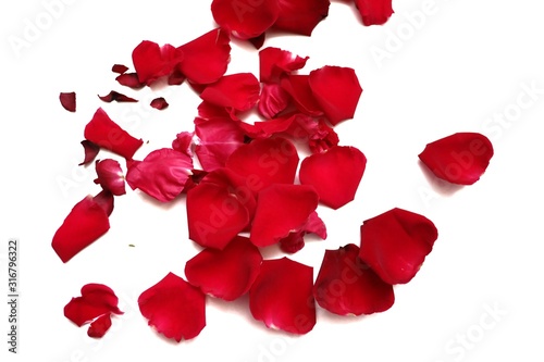 In selective focus a group of sweet red rose corollas on white isolated background 