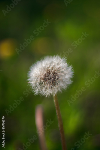 dandelion on background of green grass