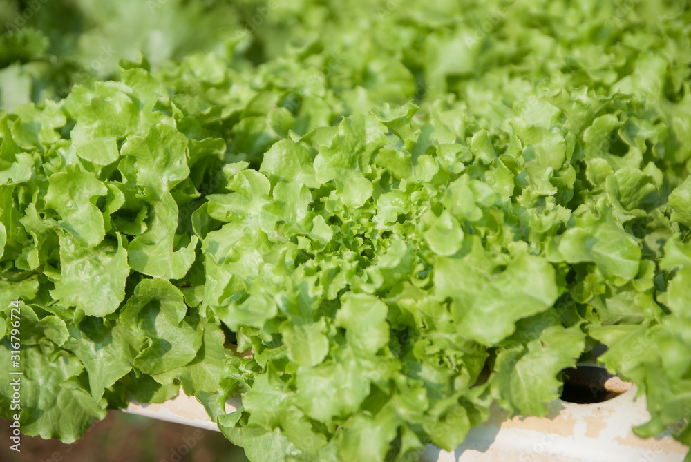green salad, green of salad, Organic Green Salad
green salad, green of salad, Organic Green Salad