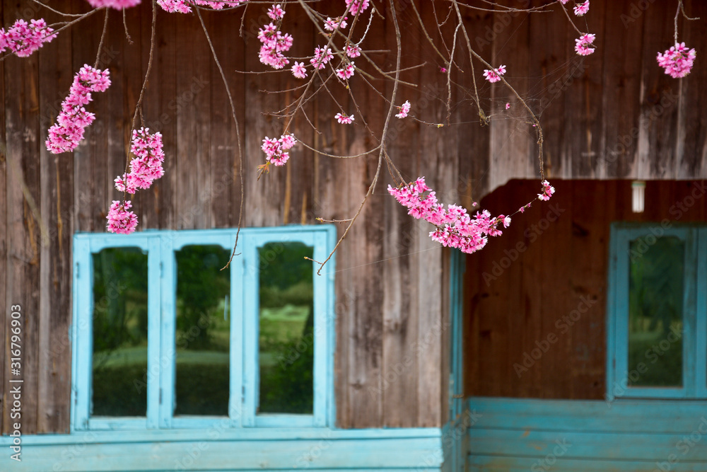 beauty cherry blossom in bloom and art of wood house with unique