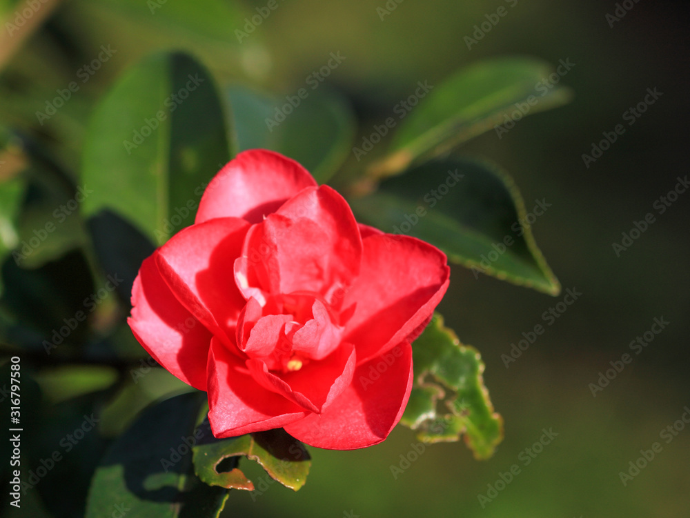 Obraz premium 山茶花