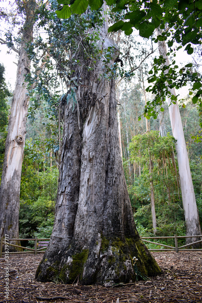 Fototapeta premium eucalipto the grandfather in Souto da Retorta, also known as the Chavin eucalyptus, in Vivero, Galicia. Spain. Europe.