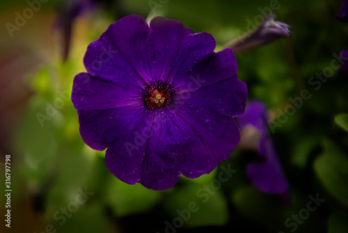 Petunia ×atkinsiana - purple  photo