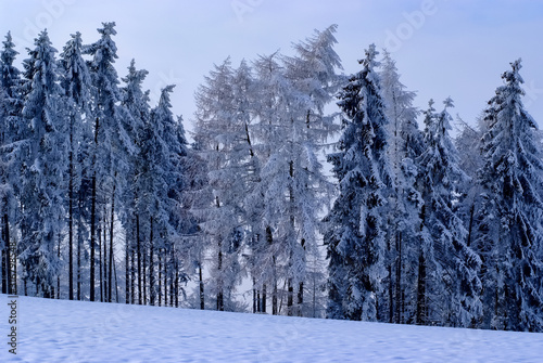 Winter Landschaft Nadelbäume Fichten Schnee Bäume Natur Deutschland Weihnachten Sport Wandern Sonne Struktur Hintergrund Schneedecke Eis Kristalle Wonderland Iserlohn Altena Nachrodt-Wiblingwerde