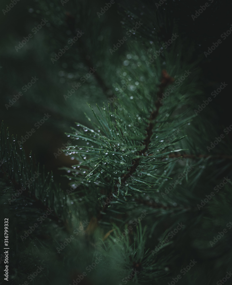 Obraz premium pine with water droplets