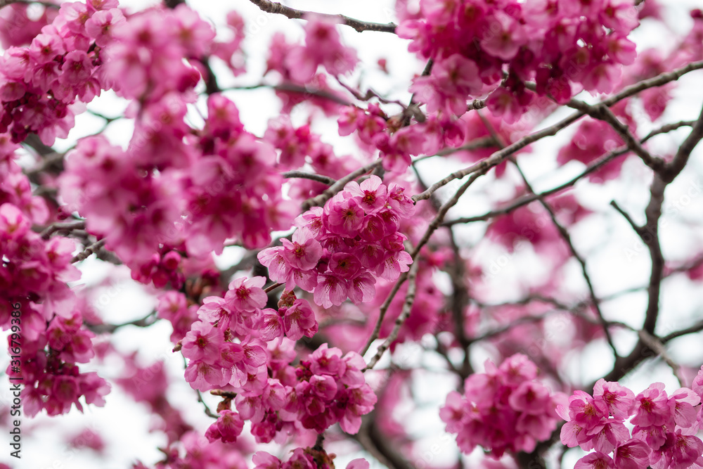 Sakura flowers festival,Spring Cherry blossoms pink flowers on nature background at japan Sakura flowers festival,Spring Cherry blossoms pink flowers on nature background at japan