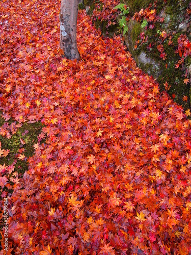 紅葉の川