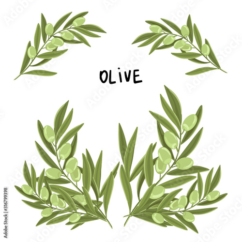 Branch of olive with fruits. The inscription Oliva. Vector print design illustration.
