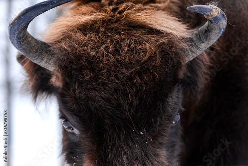 Fototapeta Naklejka Na Ścianę i Meble -  European bison (Bison bonasus) Close Up Portrait at Winter Season