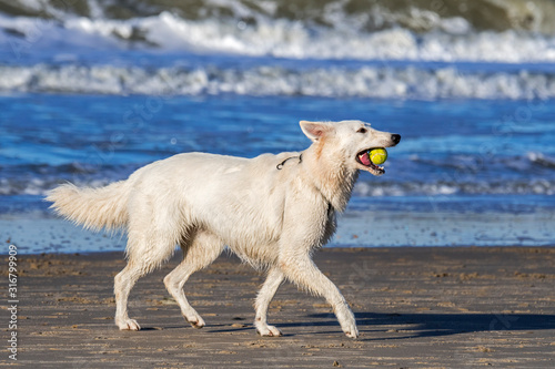 Berger Blanc Suisse / White Swiss Shepherd, white form of German Shepherd dog running with tennis ball in mouth on the beach