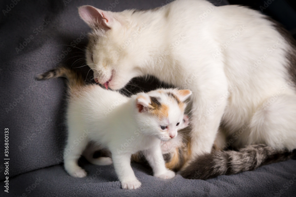 White cat mom licks her white kitten